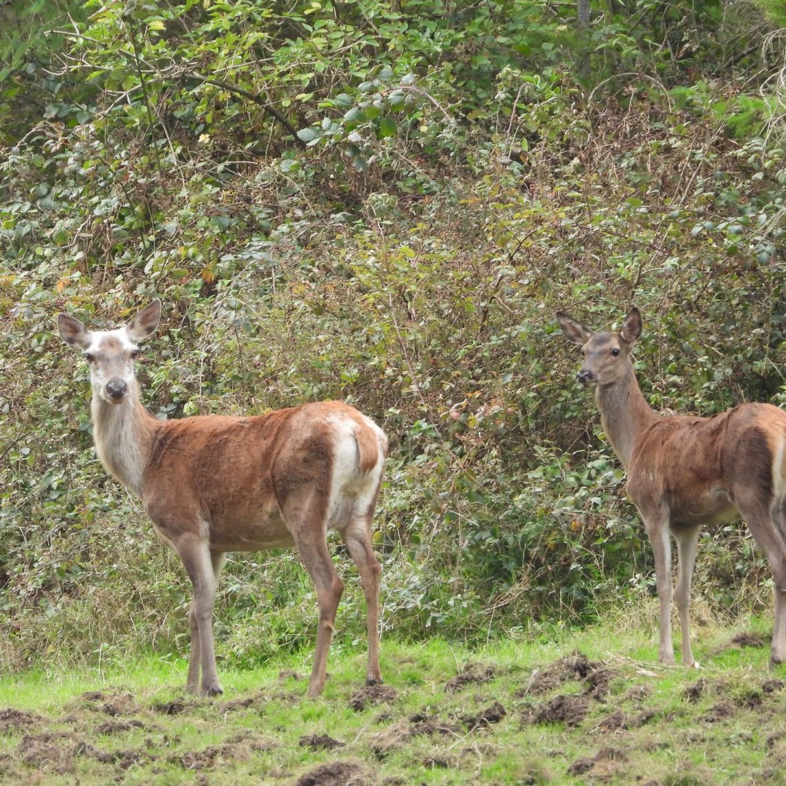 Lebensraum des Rotwildes in der Eifel
